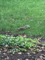 Sciurus carolinensis