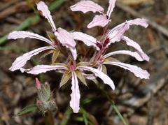 Pelargonium longifolium