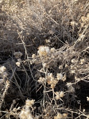 Tetradymia comosa