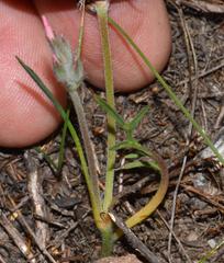 Pelargonium longifolium
