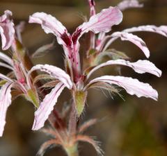 Pelargonium longifolium