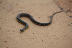 Helicops infrataeniatus