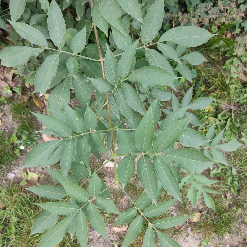 Sambucus nigra, 1860 Meise, Belgium
