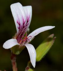 Pelargonium tabulare