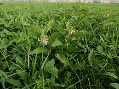 Asclepias oenotheroides