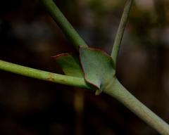 Pelargonium tabulare