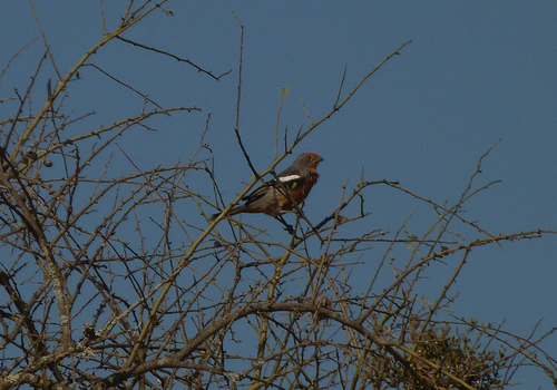 White-tipped Plantcutter