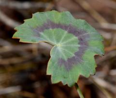 Pelargonium tabulare