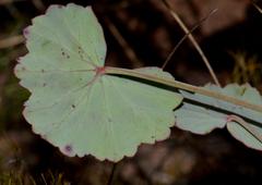 Pelargonium tabulare