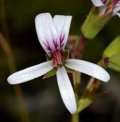 Pelargonium tabulare