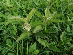 Asclepias oenotheroides