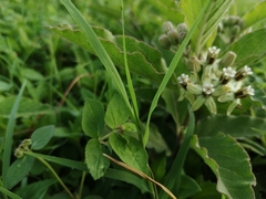 Asclepias oenotheroides