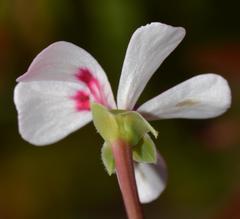 Pelargonium patulum patulum