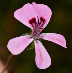 Pelargonium patulum patulum