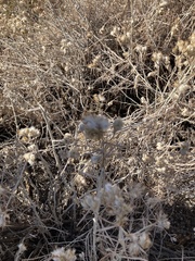 Tetradymia comosa