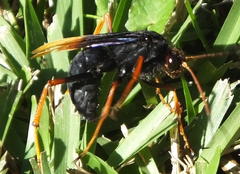 Tachypompilus ignitus