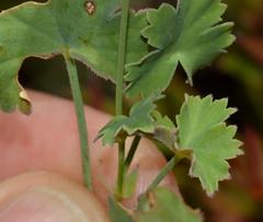 Pelargonium patulum patulum