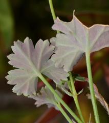 Pelargonium patulum patulum