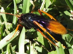 Tachypompilus ignitus