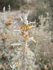 Buddleja mendozensis