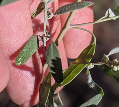 Chenopodium atrovirens