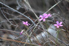 Oxalis livida