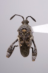 Merocoris
