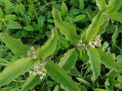 Asclepias oenotheroides