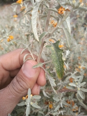 Buddleja mendozensis