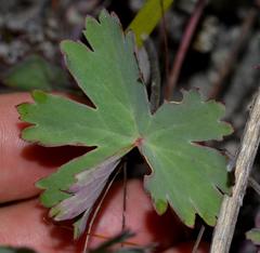 Pelargonium patulum patulum