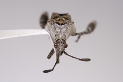 Merocoris