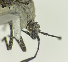 Merocoris