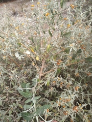 Buddleja mendozensis