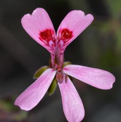 Pelargonium patulum patulum