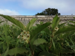 Asclepias oenotheroides