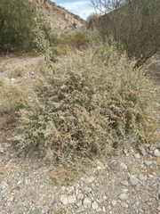 Buddleja mendozensis