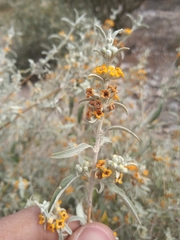 Buddleja mendozensis