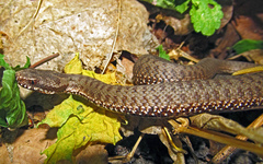 Vipera nikolskii