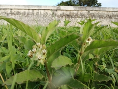 Asclepias oenotheroides