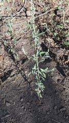 Chenopodium atrovirens