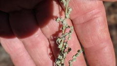 Chenopodium atrovirens