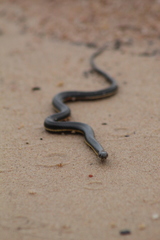 Helicops infrataeniatus