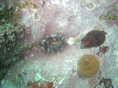 Anthopleura michaelseni