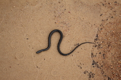 Helicops infrataeniatus