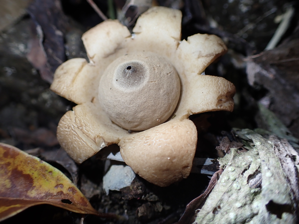 Geastrum triplex · September 2021 · photo: © pchi45 (iNaturalist, cc-by)