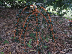 Chamaedorea pinnatifrons