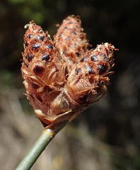 Hellmuthia membranacea