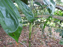 Chamaedorea pinnatifrons
