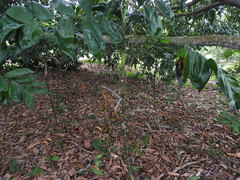 Chamaedorea pinnatifrons