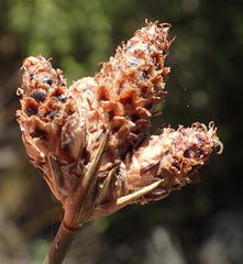 Hellmuthia membranacea